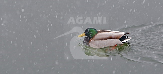 Wilde Eend zwemmend; Mallard swimming stock-image by Agami/Markus Varesvuo,