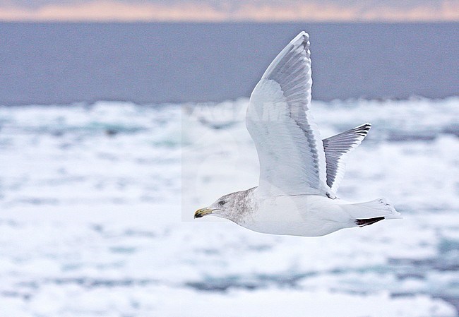 Adult winterplumage Glaucous-winged Gull (Larus glaucescens) wintering in Japan. stock-image by Agami/Pete Morris,