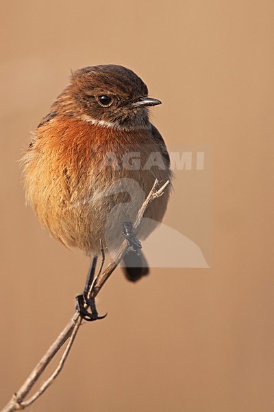 Vrouwtje Roodborsttapuit; Female European Stonechat stock-image by Agami/Rob Olivier,