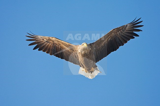 Zeearend, White-tailed Eagle, Haliaeetus albicilla stock-image by Agami/Marc Guyt,