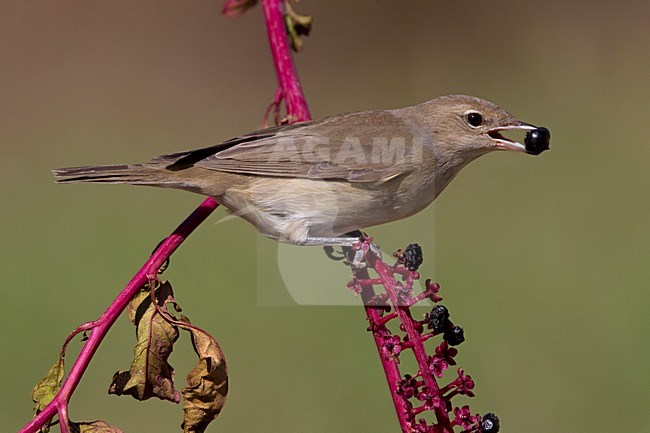 Tuinfluiter foeragerend op bessen; Garden Warbler foraging on berries stock-image by Agami/Daniele Occhiato,