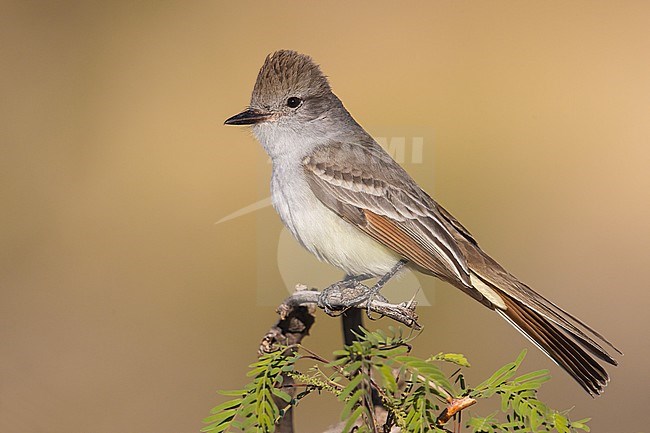 Adult
Culberson Co., TX
April 2013 stock-image by Agami/Brian E Small,