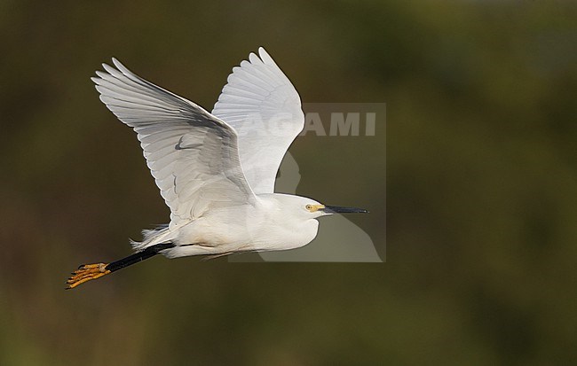 Adult Snowy Egret (Egretta thula) in flight in Florida, USA stock-image by Agami/Helge Sorensen,
