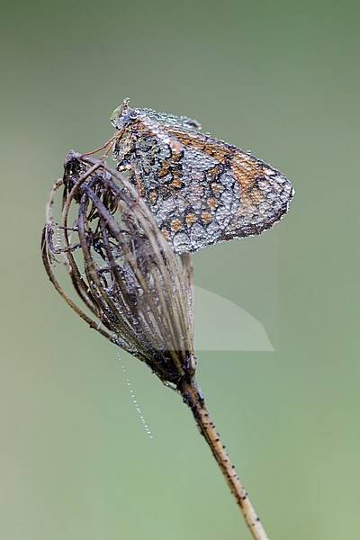 Knapweed Fritillary (Melitaea phoebe) perched on top of a small flower in Mercantour in France. Seen against a natural colored background. stock-image by Agami/Iolente Navarro,