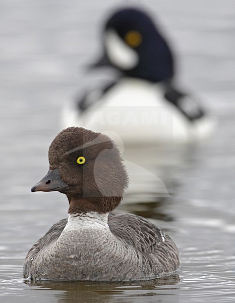 Paartje IJslandse Brilduiker, Pair Barrow's Goldeneye stock-image by Agami/Markus Varesvuo,