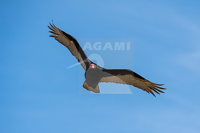 A turkey vulture, Cathartes aura, in flight. Cape Dolphin, Falkland Islands stock-image by Agami/Sergio Pitamitz,