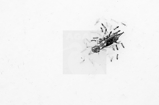 Mieren met prooi, Ants with prey stock-image by Agami/Rob de Jong,