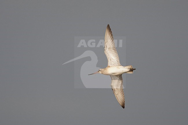 Rosse Grutto onderzijde juveniel; Bar-tailed Godwit Juvenile showing underparts; stock-image by Agami/Arie Ouwerkerk,