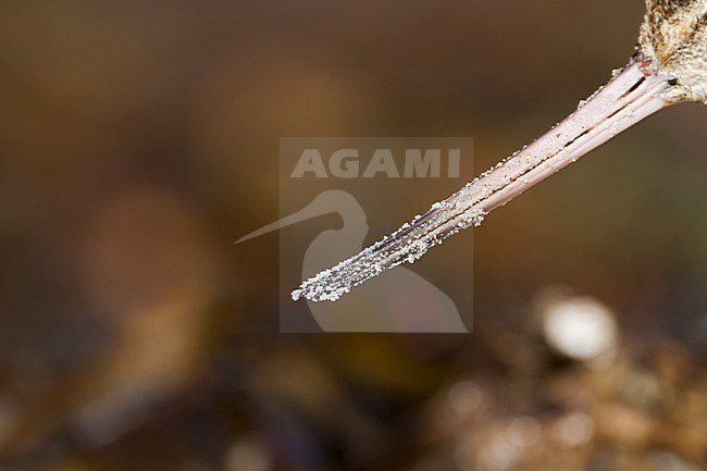 Rosse Grutto, Bar-tailed Godwit, Limosa lapponica stock-image by Agami/Ralph Martin,