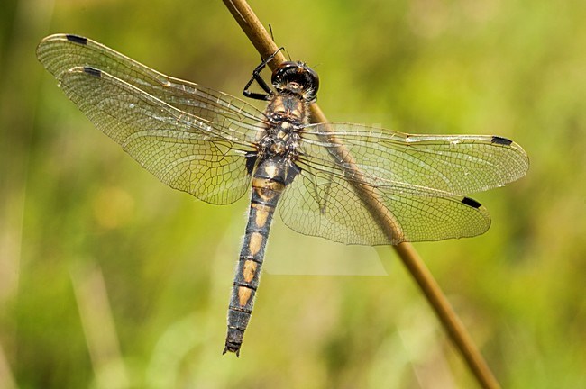 Noordse witsnuitlibel vrouwtje hangend aan tak, Leucorrhinia rubicunda female hanging at branch stock-image by Agami/Wil Leurs,