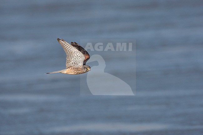 Mannetje Torenvalk vliegt laag over het water van de Maas; Male Common Kestrel flying low over water of the River Meuse. stock-image by Agami/Ran Schols,