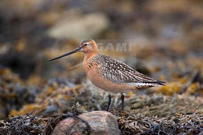 Rosse Grutto, Bar-tailed Godwit, Limosa lapponica stock-image by Agami/Hugh Harrop,