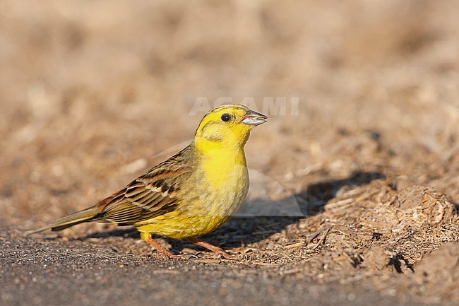 Adult male Yellowhammer (Emberiza citrinella citrinella) foraging on seeds on the ground in Germany. stock-image by Agami/Ralph Martin,