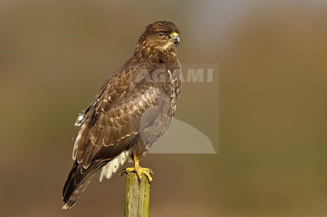 Buizerd zittend op een paal; Common Buzzard perched on a pole stock-image by Agami/Hans Gebuis,