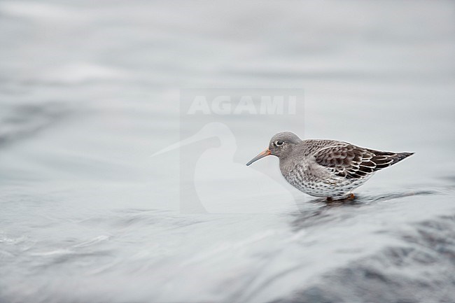 Purple Sandpiper (Calidris maritima) standing on a rock in the surf on Utö island in Finland during January. stock-image by Agami/Markus Varesvuo,