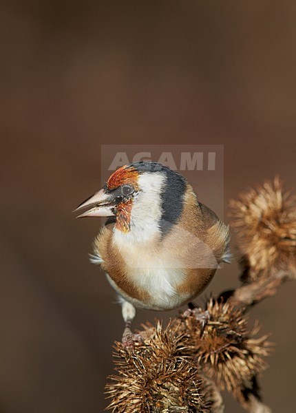 Putter foeragerend; European Goldfinch foraging stock-image by Agami/Markus Varesvuo,