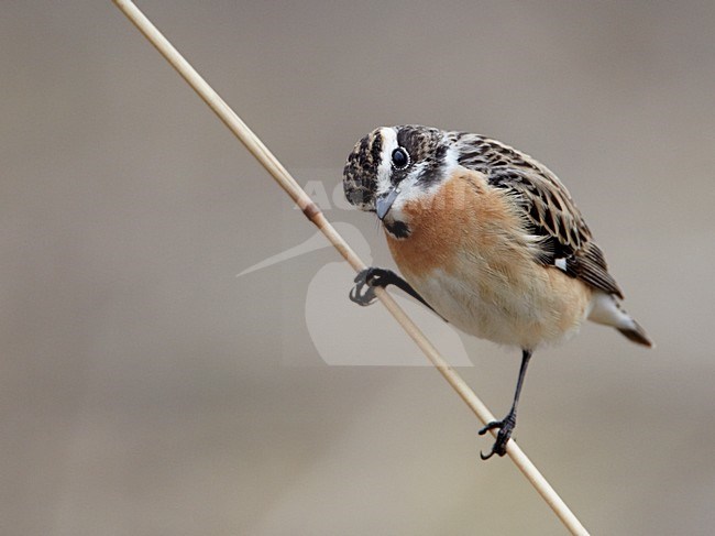 Volwassen mannetje Paapje in zomerkleed; Adult male Winchat in breeding plumage stock-image by Agami/Markus Varesvuo,