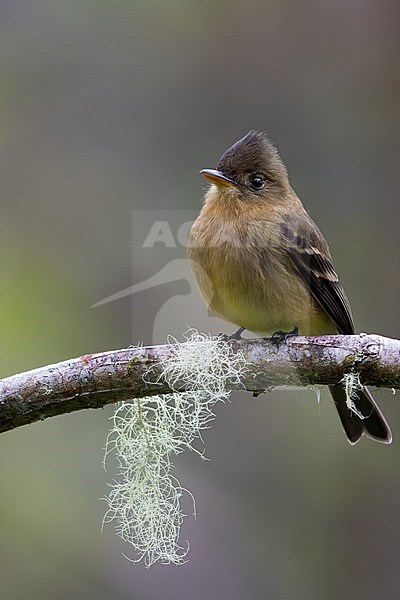 Ochraceous Pewee (Contopus ochraceus) perched on a branch in a rainforest in Panama. stock-image by Agami/Dubi Shapiro,
