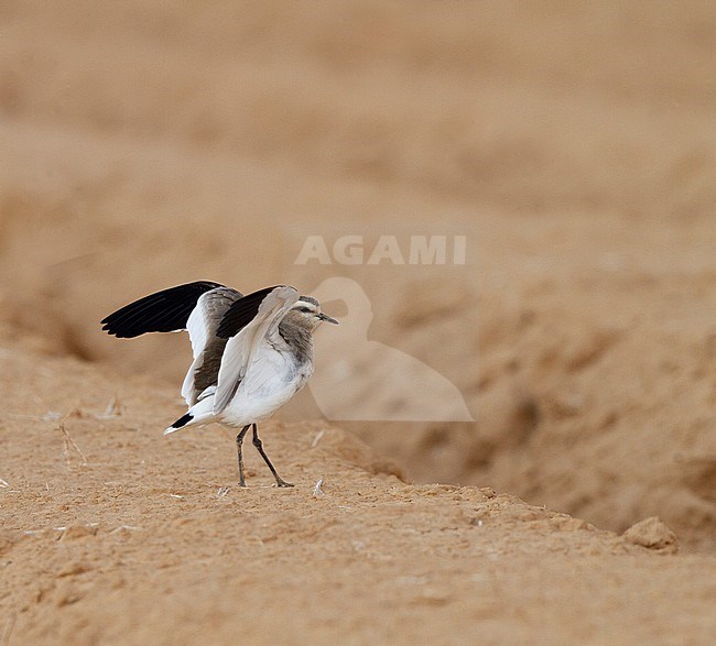 Critically endangered Sociable Lapwing (Vanellus gregarius) wintering in Israel. Rare vagrant to the Middle Eastern region. stock-image by Agami/Yoav Perlman,