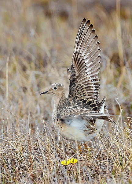 Adult male in display
Barrow, AK
June 2009 stock-image by Agami/Brian E Small,