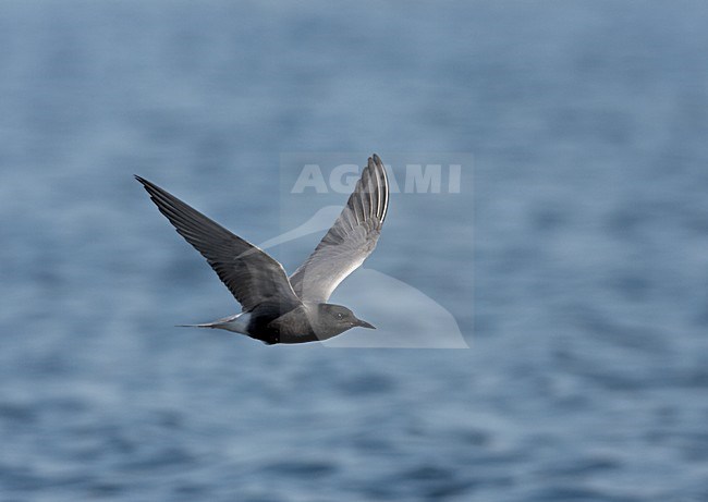 Adulte Zwarte Stern in vlucht; Adult Black Tern in flight stock-image by Agami/Jari Peltomäki,