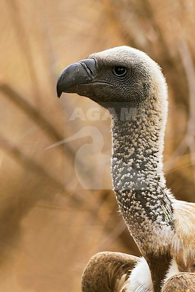 Close-up of the endangered African White-backed Vulture (Gyps africanus) stock-image by Agami/Dubi Shapiro,