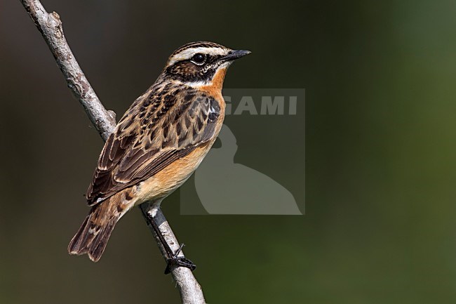 Volwassen Paapje; Adult Whinchat stock-image by Agami/Daniele Occhiato,