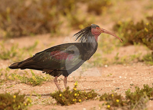 Northern Bald Ibis (Geronticus eremita) is endangered species and breeds at coastal Morocco north of Agadir. stock-image by Agami/Eduard Sangster,