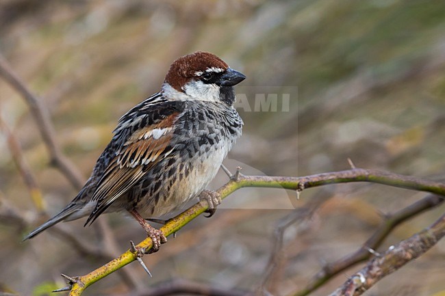 Mannetje Spaanse Mus; Spanish Sparrow male stock-image by Agami/Daniele Occhiato,