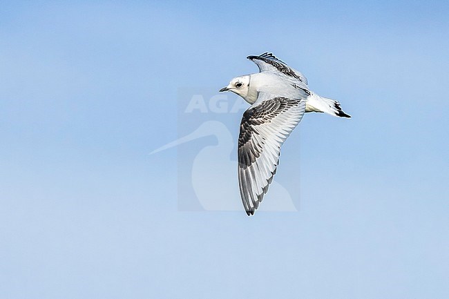 1st winter Ross's Gull flying over Vlissingen, Zeeland, The Netherlands. January 28, 2018. stock-image by Agami/Vincent Legrand,