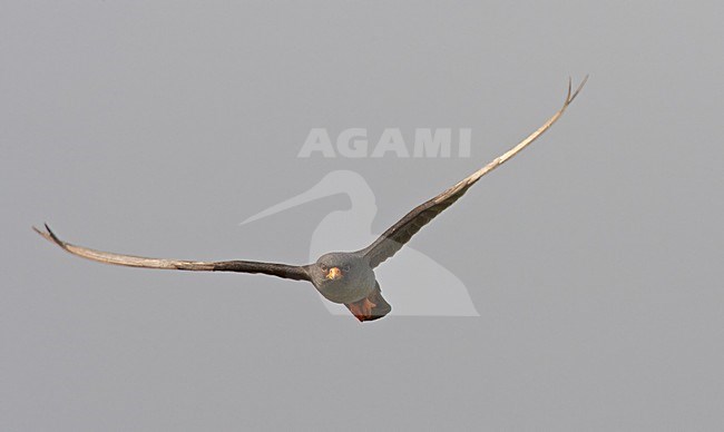 Mannetje Rootpootvalk in vlucht; Male Red-footed Falcon in flight stock-image by Agami/Markus Varesvuo,