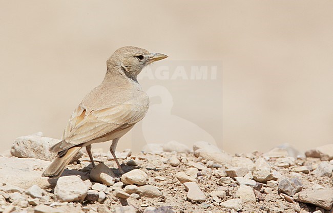 Woestijnleeuwerik in halfwoestijn; Desert Lark in semi desert stock-image by Agami/Markus Varesvuo,