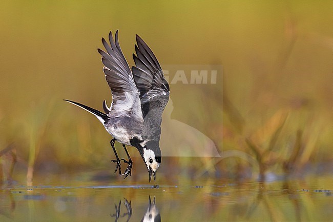 Pied Wagtail, Motacilla yarrelli, in Italy. stock-image by Agami/Daniele Occhiato,