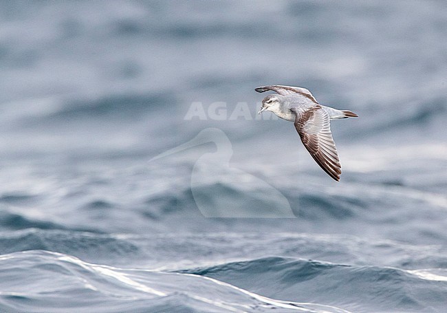 Fairy Prion (Pachyptila turtur) flying over the ocean off the coast of Kaikoura in New Zealand. stock-image by Agami/Marc Guyt,
