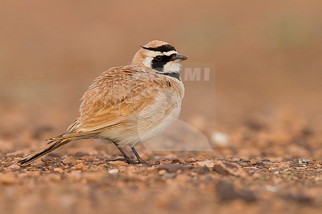 Temminck's Horned Lark - Saharaohrenlerche - Eremophila bilopha, Morocco stock-image by Agami/Ralph Martin,