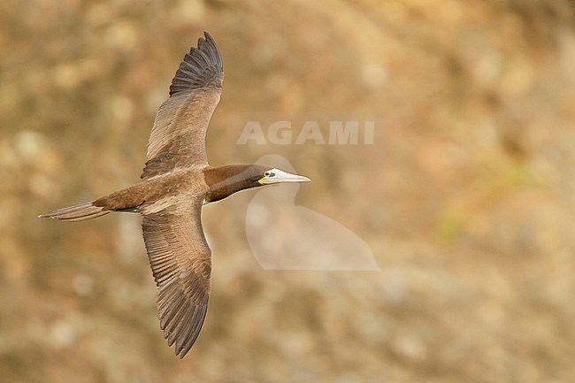 Brown Booby (Sula leucogaster leucogaster) flying near the coast of Trinidad and Tobago. stock-image by Agami/Glenn Bartley,