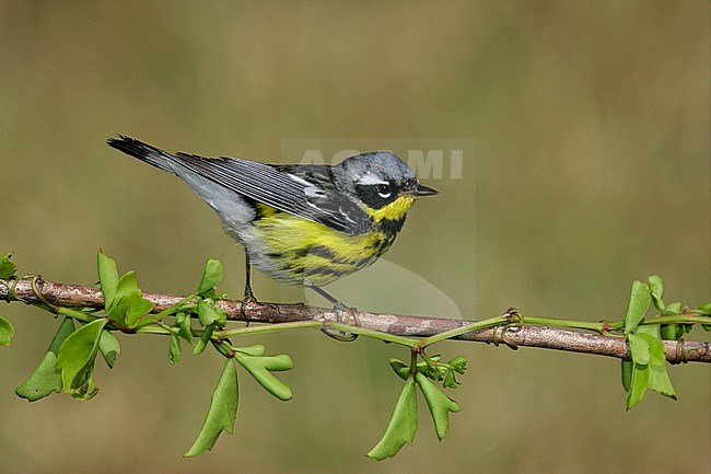 Mannetje Magnoliazanger in zomerkleed, Male Magnolia Warbler in breeding plumage stock-image by Agami/Brian E Small,