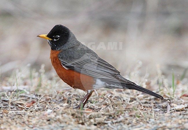 Roodborstlijster, American Robin, Turdus migratorius stock-image by Agami/Hugh Harrop,