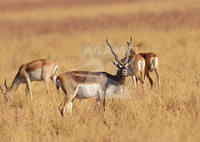 Indische Antilope, Blackbuck, Antilope cervicapra stock-image by Agami/Laurens Steijn,