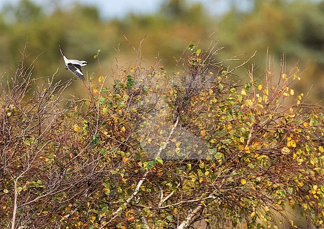 Klapekster op doortrek op Vlieland; Great Grey Shrike (Lanius excubitor) on migration on a Dutch Waddenisland stock-image by Agami/Marc Guyt,