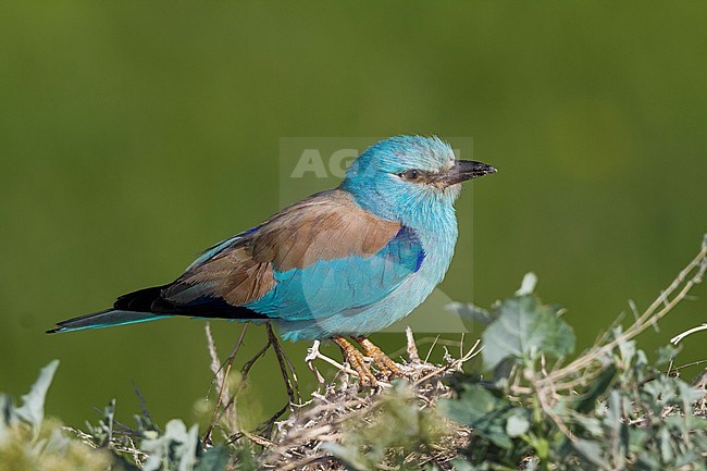 European Roller - Blauracke - Coracias garrulus ssp. semenowi, Kazakhstan, adult stock-image by Agami/Ralph Martin,