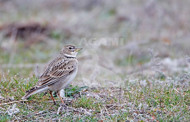 Kalanderleeuwerik zittend op grond; Calandra Lark perched on ground stock-image by Agami/Markus Varesvuo,