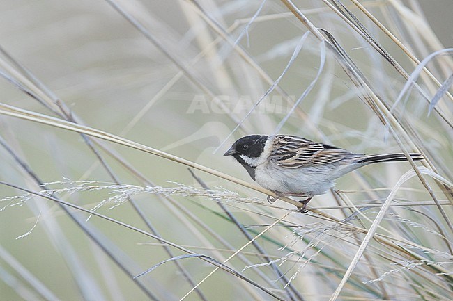 Pallas's Bunting - Pallasammer - Emberiza pallasi ssp. pallasi, adult male stock-image by Agami/Ralph Martin,