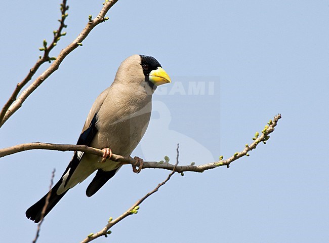 Grijze Dikbek zittend op tak; Japanese Grosbeak perched on branch stock-image by Agami/Roy de Haas,