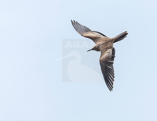 Brown Noddy (Anous stolidus), also known as or common noddy. At sea near the Solomon islands. stock-image by Agami/Marc Guyt,