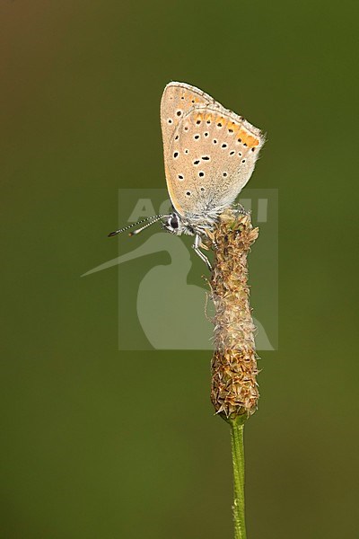 Rode vuurvlinder; Purple-edged Copper; stock-image by Agami/Walter Soestbergen,