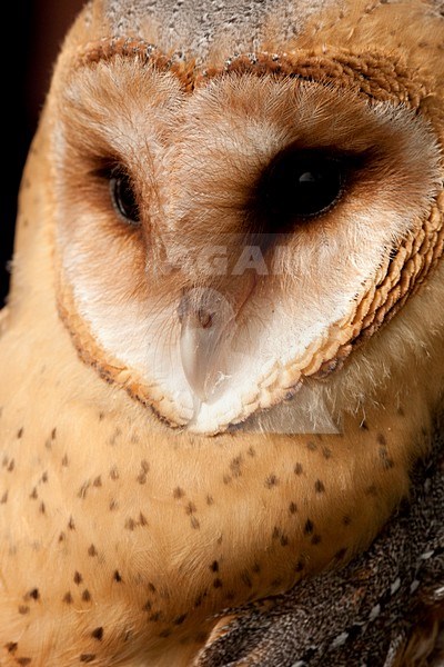 Close-up van een Kerkuil, Close up of a Barn Owl stock-image by Agami/Wil Leurs,