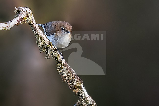 Brown-breasted Gerygone (Gerygone ruficollis) Perched on a branch in Papua New Guinea stock-image by Agami/Dubi Shapiro,
