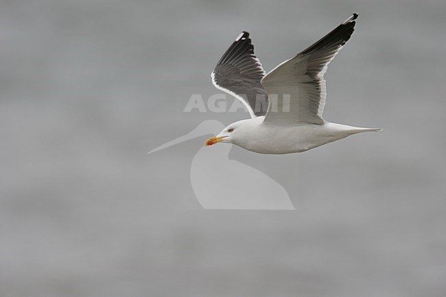 Kleine Mantelmeeuw volwassen vliegend; Lesser Black-backed Gull adult flying stock-image by Agami/Menno van Duijn,