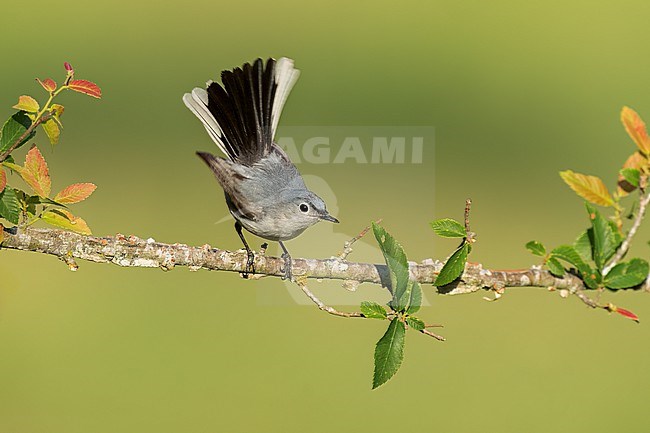 Adult male breeding
Leon Co., TX
May 2022 stock-image by Agami/Brian E Small,